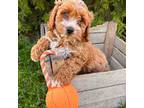 Cavapoo Puppy for sale in Middlebury, IN, USA