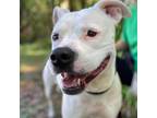 Adopt Sweetart a Mixed Breed