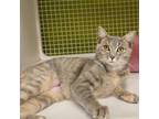 Adopt Tinker Bell a Domestic Short Hair