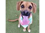 Adopt Millie a Mixed Breed