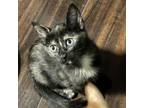 Adopt Eliza a Domestic Short Hair