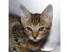 Adopt Joansey a Domestic Short Hair