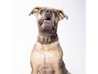 Adopt Massima a Mastiff