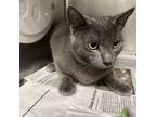 Adopt Almond a Domestic Short Hair