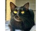 Adopt Yang a Domestic Short Hair