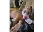 Adopt NEPTUNE a Pit Bull Terrier, Mixed Breed