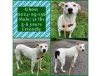 Adopt 2024-05-136 *Ghost* a Terrier
