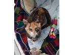 Adopt Madison (adopted) a Domestic Short Hair