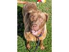 Adopt Raspberry a Mixed Breed