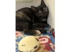 Adopt Sarah Sanderson a Domestic Short Hair