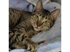 Adopt Coley a Domestic Short Hair