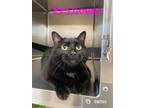 Adopt Princess a Domestic Short Hair