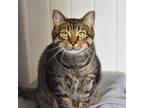 Adopt Kona -- Bonded Buddy With Beans a Domestic Short Hair