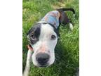 Adopt Adena a American Staffordshire Terrier, Mixed Breed