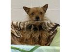 Adopt Paloma a Yorkshire Terrier, Mixed Breed