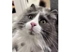 Adopt Nadia 41368 a Domestic Medium Hair