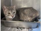 Adopt Silvia a Domestic Short Hair