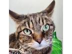 Adopt Kylie (Bonded with Sophia) a Domestic Short Hair