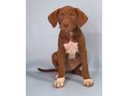 Adopt Eleanor a Labrador Retriever, Mixed Breed