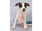 Adopt Violet a Parson Russell Terrier, Mixed Breed