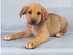 Adopt Lucy a Bernese Mountain Dog, Labrador Retriever