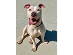 Adopt Snowflake a Pit Bull Terrier, Mixed Breed