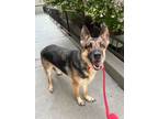 Adopt Jenna a German Shepherd Dog, Mixed Breed