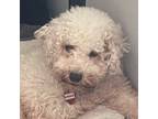 Adopt Uriah a Poodle, Mixed Breed
