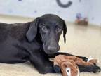 Adopt Franny *25 pounds* a Hound, Mixed Breed