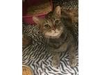 Adopt Dixie a Domestic Short Hair