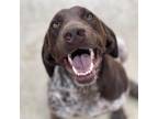 Adopt Charlee a German Shorthaired Pointer