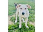 Adopt Basil - fostered in Omaha a Labrador Retriever, Boxer