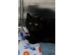 Adopt Crayola (Spicy) a Domestic Short Hair