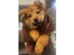 Adopt Bonnie(FERAL) a Shepherd, Mixed Breed