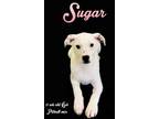Adopt Sugar a Labrador Retriever, Pit Bull Terrier