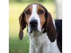 Adopt Sweetie a Treeing Walker Coonhound