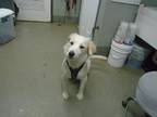 Adopt Pineapple/ Snowball a Great Pyrenees, Labrador Retriever