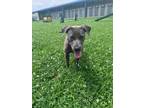 Adopt Lovie a Pit Bull Terrier, Mixed Breed