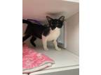 Adopt Star a Domestic Short Hair