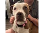 Adopt Lily Lott a Pit Bull Terrier