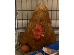 Adopt Hennifer Coolidge a Chicken