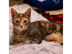 Adopt Phoebe a Dilute Tortoiseshell, Tabby