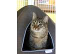 Adopt Maew a Domestic Short Hair