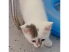 Adopt Acac-Stray-ac/#24-13175_4 a Domestic Short Hair