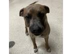 Adopt Amethyst a American Staffordshire Terrier