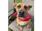 Adopt Trixie a Boxer, Pit Bull Terrier