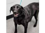 Adopt Mariah a Labrador Retriever