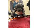 Adopt `Chorizo` a Pit Bull Terrier, Mixed Breed