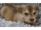 Adopt Firefly a Labrador Retriever, Husky