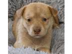 Adopt Marigold a Labrador Retriever, Husky